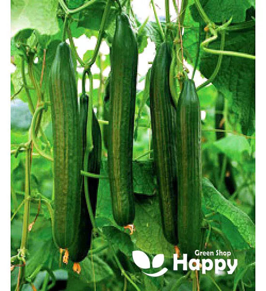 Cucumber "Telegraph Improved" - 20 seeds (Cucumis sativus)