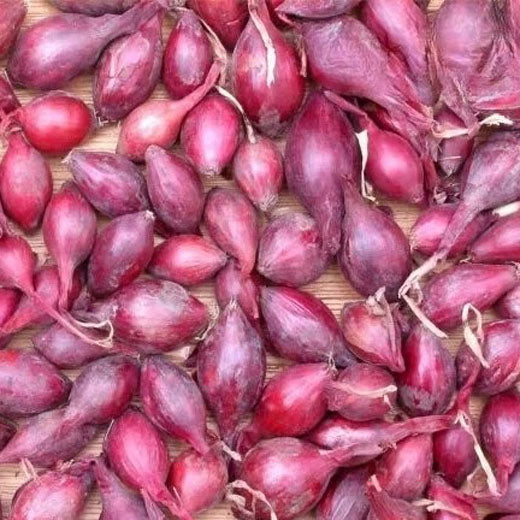 Red long onion 'Tropea rossa lunga' - 600 seeds (Allium cepa)