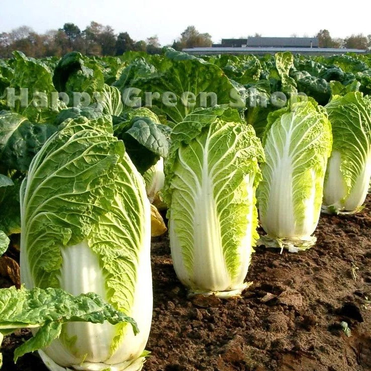 Chinese cabbage 'Hilton' - 300 seeds (Brassica oleracea)
