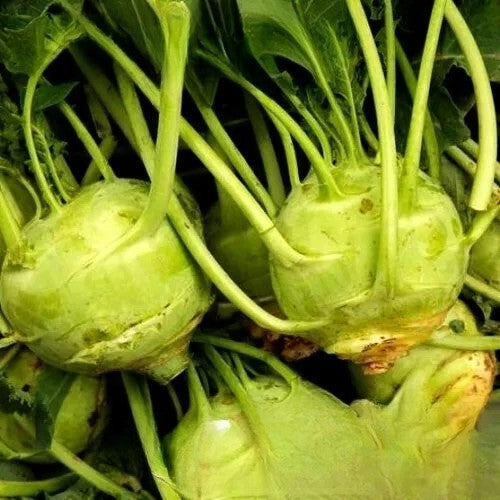 Kohlrabi Luna - 200 seeds (Brassica oleracea var)