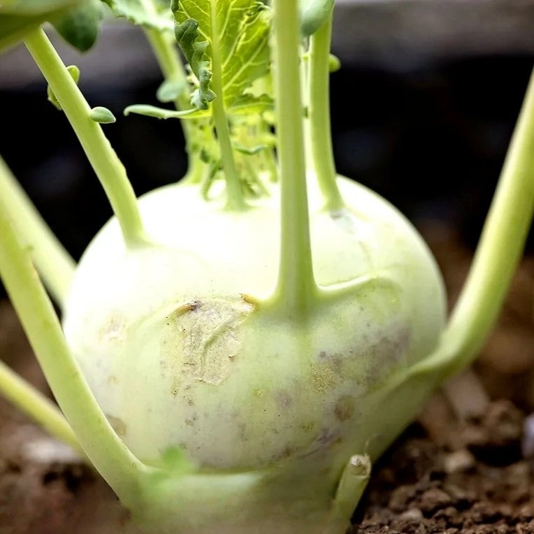 Kohl rabi 'Giant' - 300 seeds (Brassica oleracea)