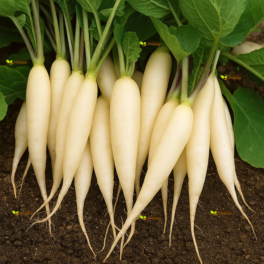 Radish 'White icicle' - 700 seeds (Raphanus sativus)