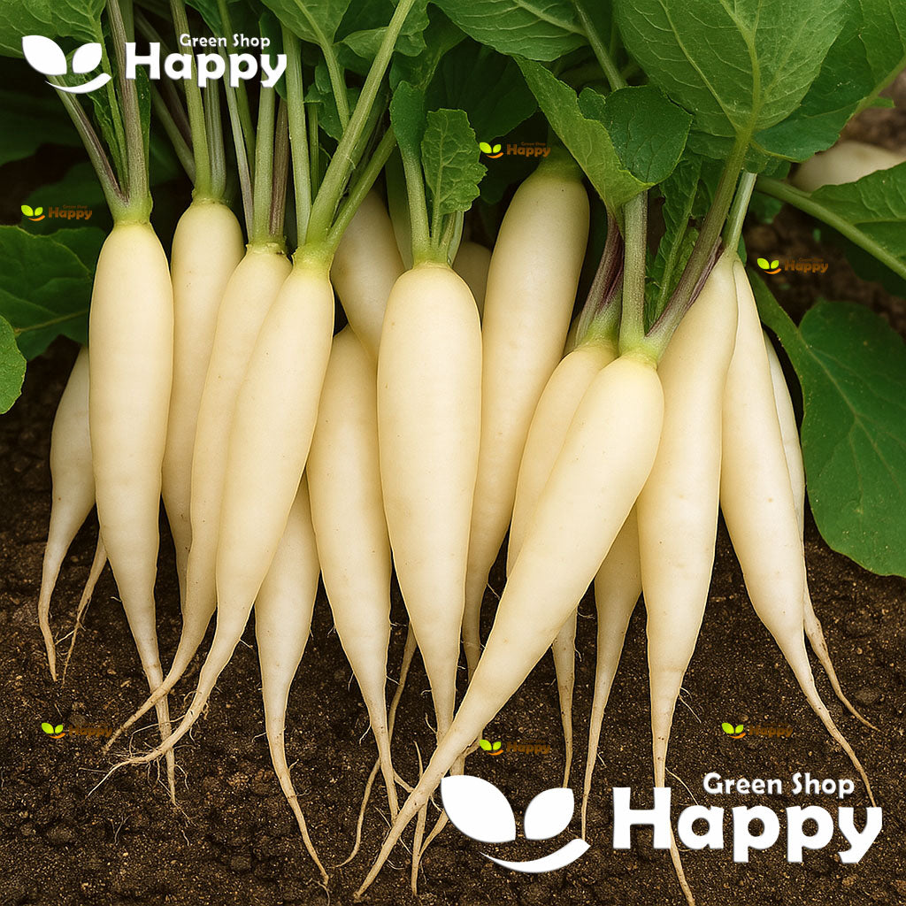 Radish 'White icicle' - 700 seeds (Raphanus sativus)