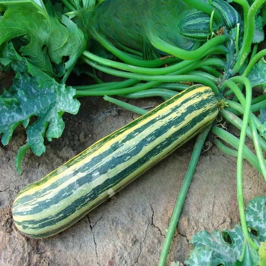 Courgette 'Tapir' - 15 seeds (Cucurbita Pepo)