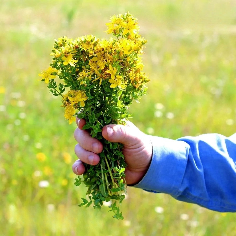St. John's wort - 4500 seeds (Hypericum perforatum)