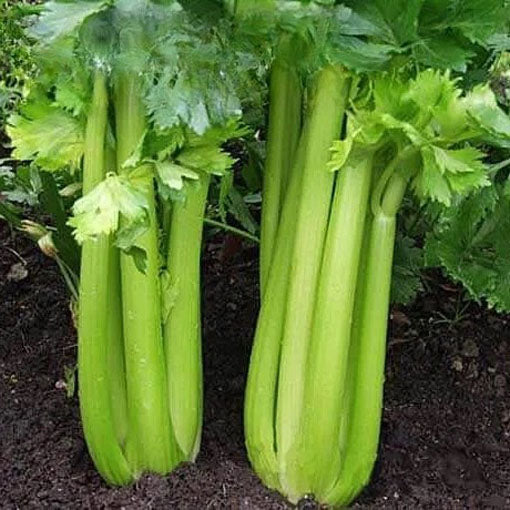 Celery 'Westland' - 6000 seeds (Apium graveolens)