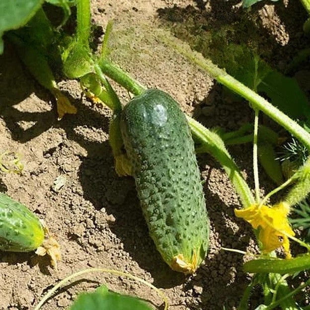 Gherkin cucumber 'Zefir' F1 - 30 seeds (Cucumis sativus)