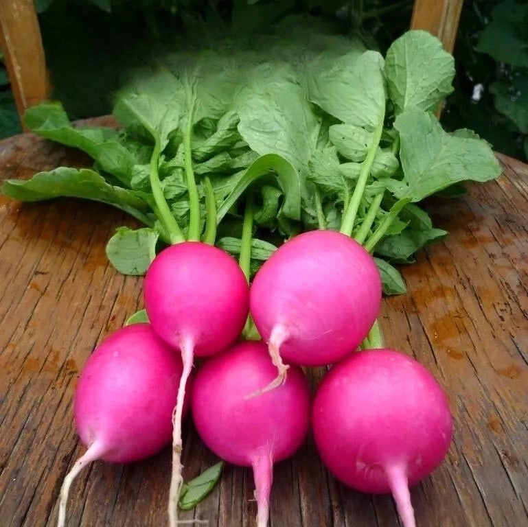 Radish 'Jutrzenka'  - 500 seeds (Raphanus sativus)