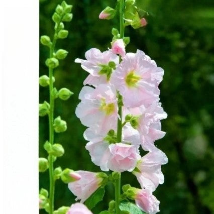 Marsh Mallow - 250 seeds (Althaea officinalis)