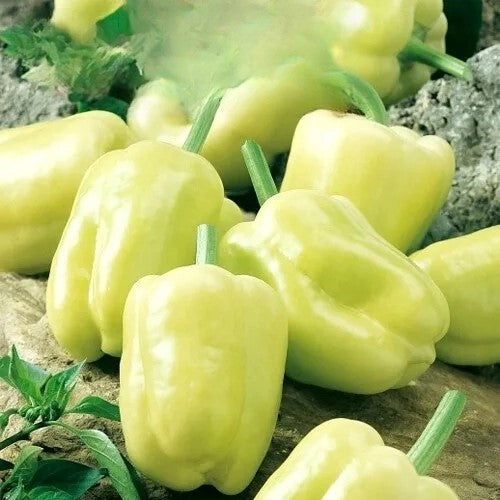 Sweet Pepper 'Boneta' - 50 seeds (Capsicum annuum)