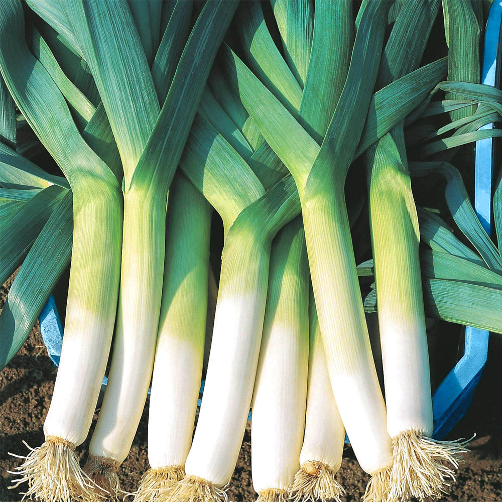 Winter Leek Tango - 400 seeds (Allium porrum)
