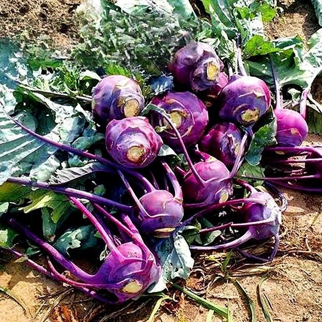 Kohlrabi Violeta - 300 seeds (Brassica oleracea)