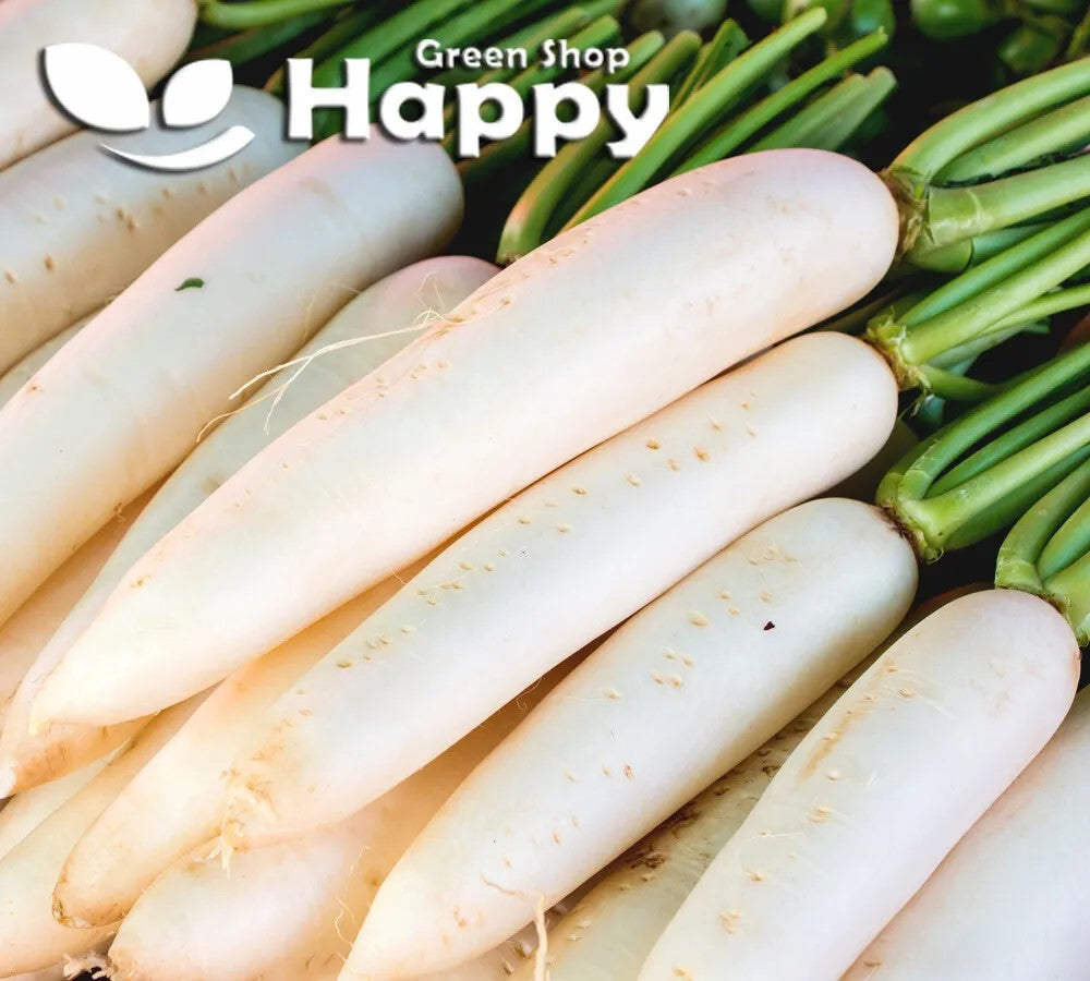 Radish Astor - 500 seeds (Raphanus sativus)