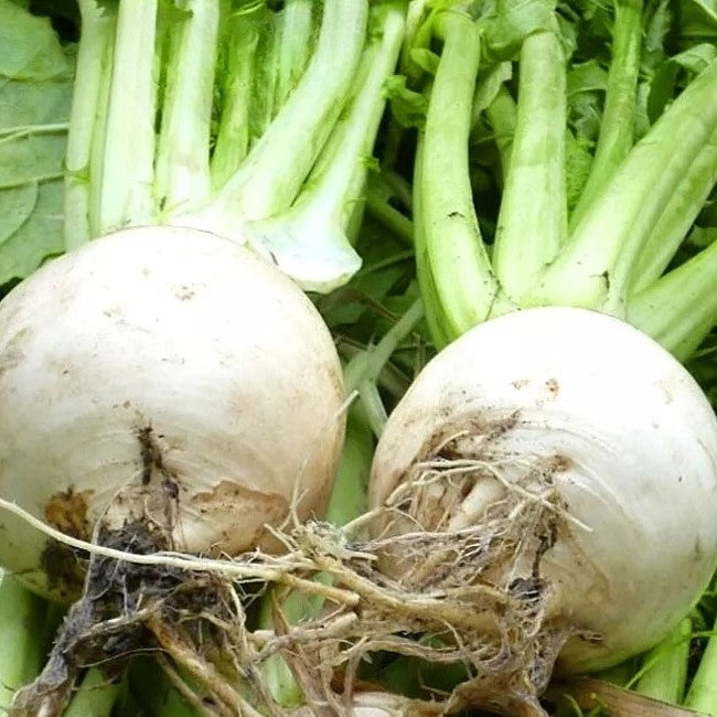 Daikon Radish 'Accord' - 500 seeds (Raphanus raphanistrum)
