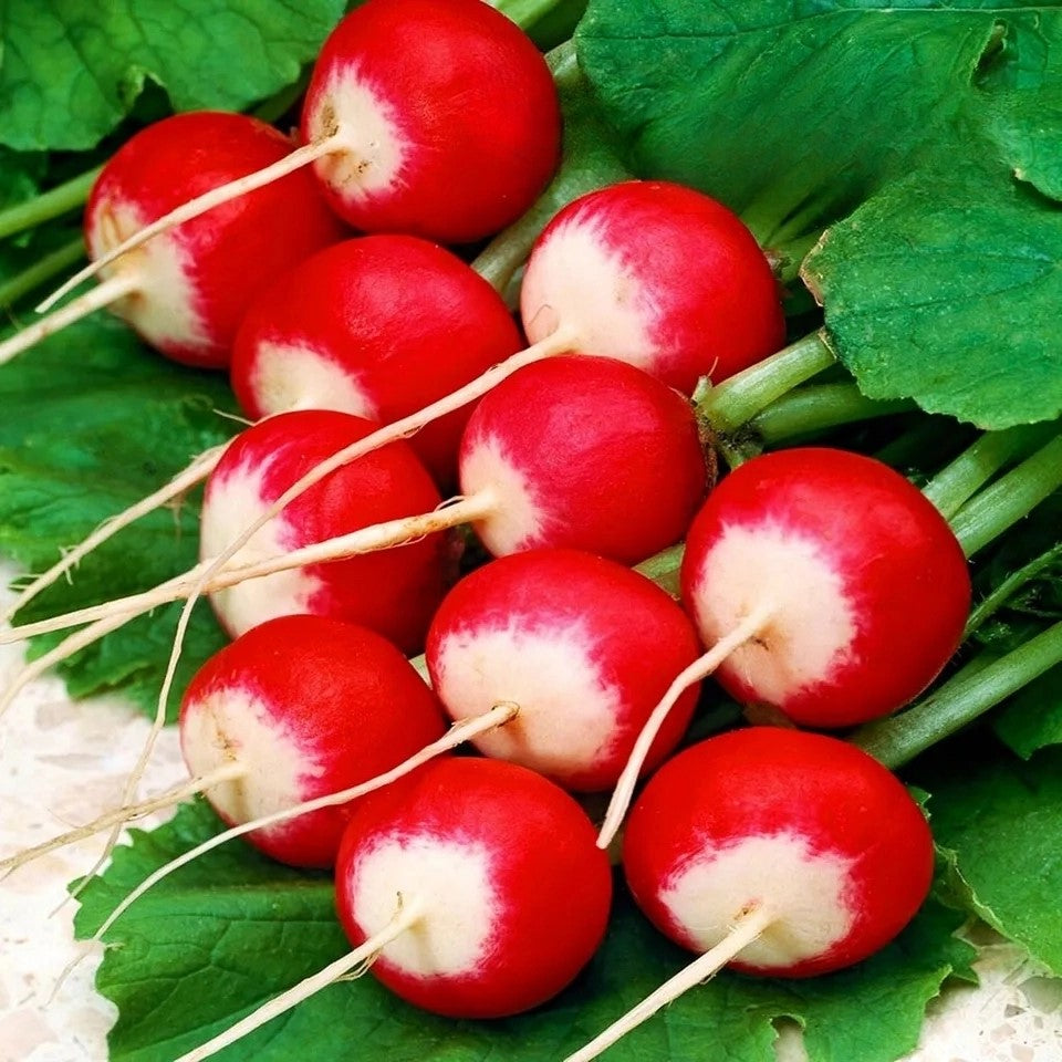 Radish 'Poloneza' - 700 seeds (Raphanus sativus)