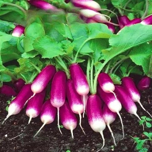 Radish 'Feilicia' - 500 seeds (Raphanus sativus)
