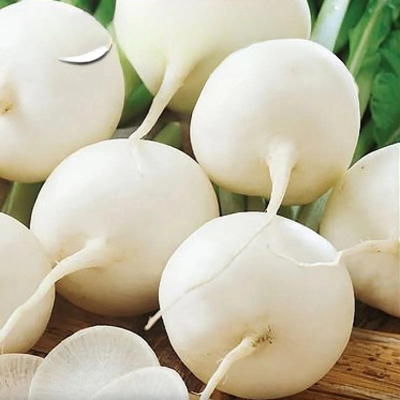 Radish White Whitney - 600 seeds (Raphanus sativus)