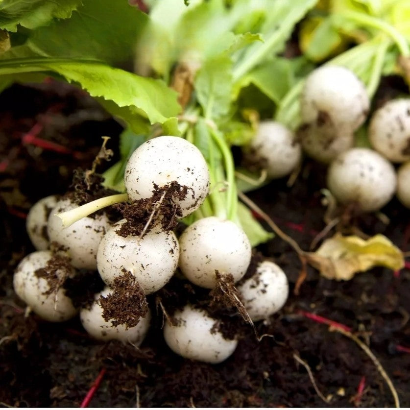Radish White Whitney - 600 seeds (Raphanus sativus)
