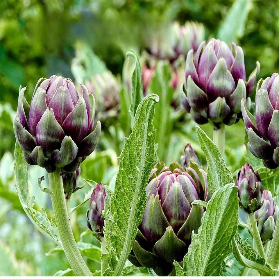 Artichoke 'Violet de Provence' - 20 seeds (Cynara cardunculus)