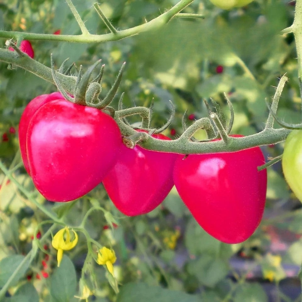 Tomato ‘Herodes’ - 80 seeds (Lycopersicon esculentum)