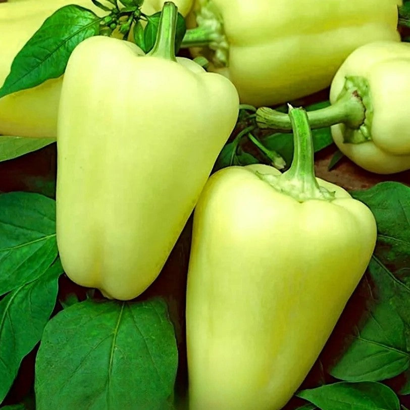 Sweet Pepper 'Citrina' - 100 seeds (Capsicum annuum)