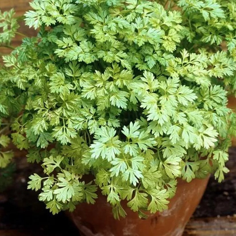 Chervil - 400 seeds (Anthriscus cerefolium)