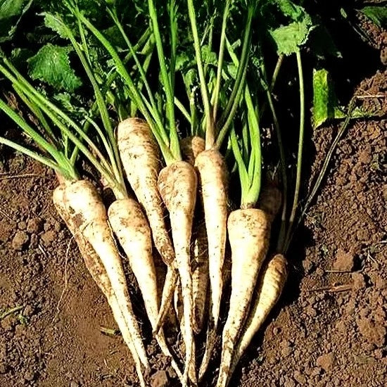 Parsnip root 'Kamo' - 1000 seeds (Pastinaca sativa)