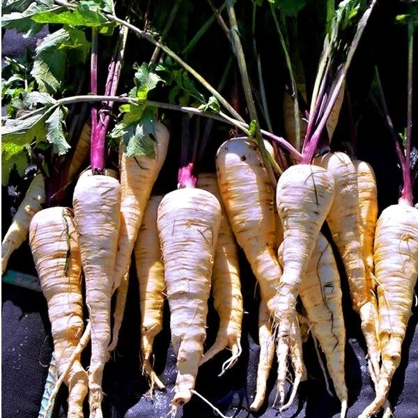 Parsnip root 'Kamo' - 1000 seeds (Pastinaca sativa)