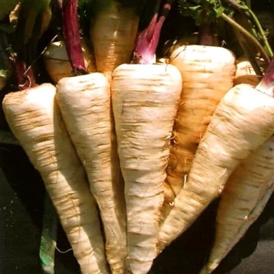 Parsnip root 'Kamo' - 1000 seeds (Pastinaca sativa)