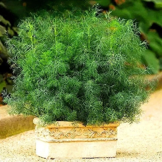 Dwarf Dill 'Forrest' - 500 seeds (Anethum graveolens)