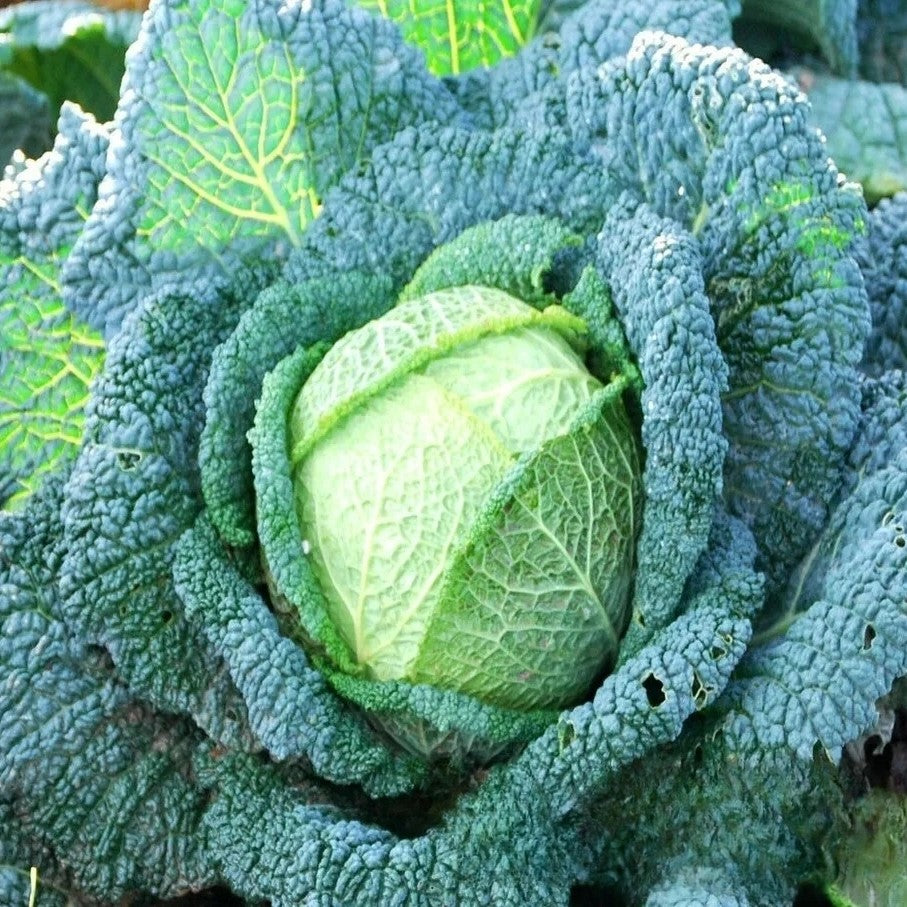 Savoy Cabbage 'Rocket' - 400 seeds (Brassica Oleracea)