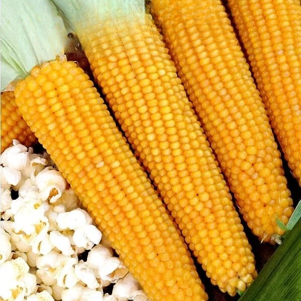 Popping Corn seeds - 30 seeds (Zea mays)