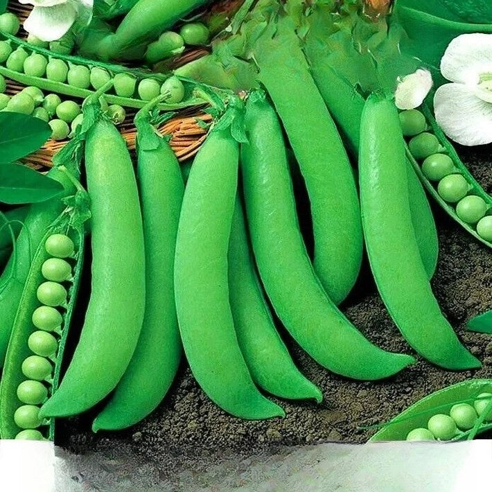 Dwarf Pea Piccolo Provenzale - 50 seeds (Pisum sativum)