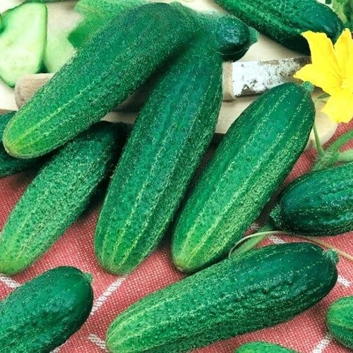 Cucumber Gherkin F1 Santana - 45 seeds (Cucumis sativus)