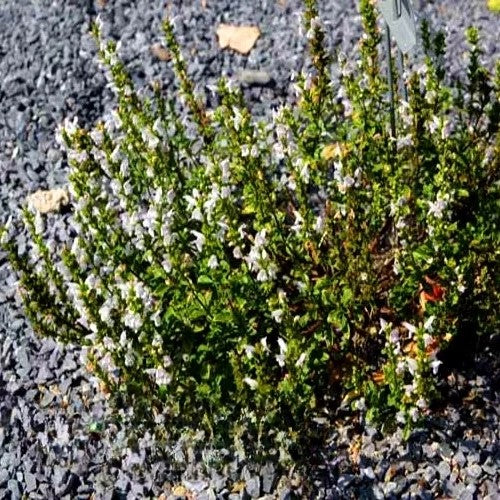 Balkan Mint - 200 seeds (Micromeria thymifolia)