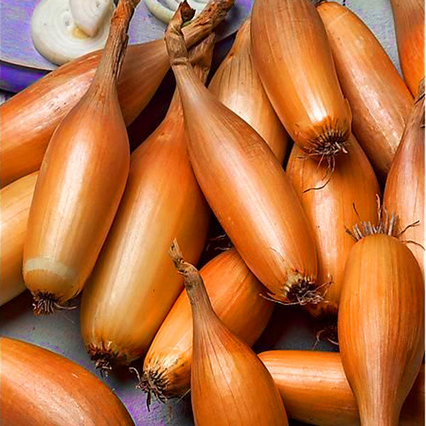 Onion Tosca - 80 seeds (Allium cepa)