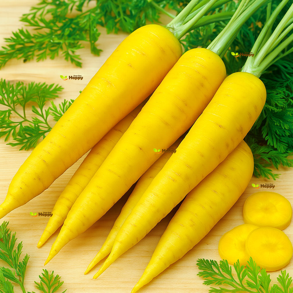 Carrot Solar Yellow - 300 Seeds (Daucus carota) Heirloom
