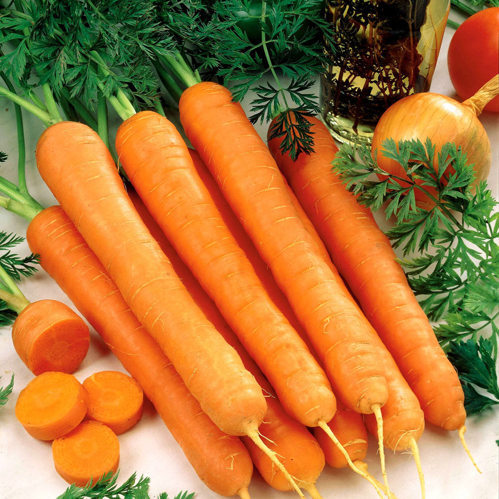 Carrot Resistafly F1 - 100 Seeds (Daucus carota)