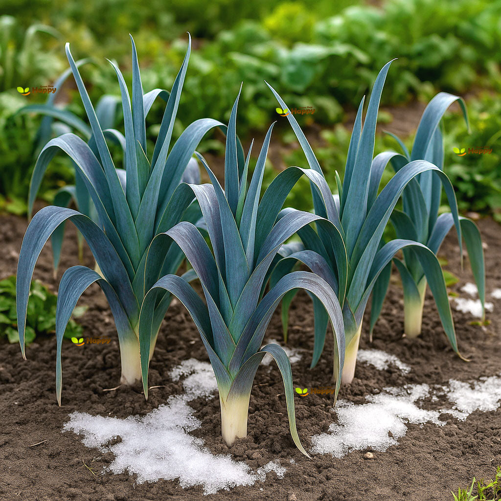 Leek Blue de Solaise - 500 Seeds (Allium porrum) Heirloom