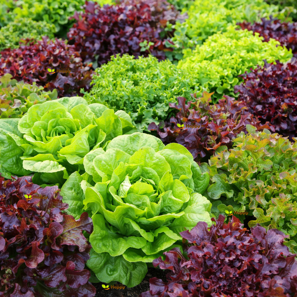 Lettuce ‘Baby Leaf Mix’ – 500 Seeds (Lactuca sativa)
