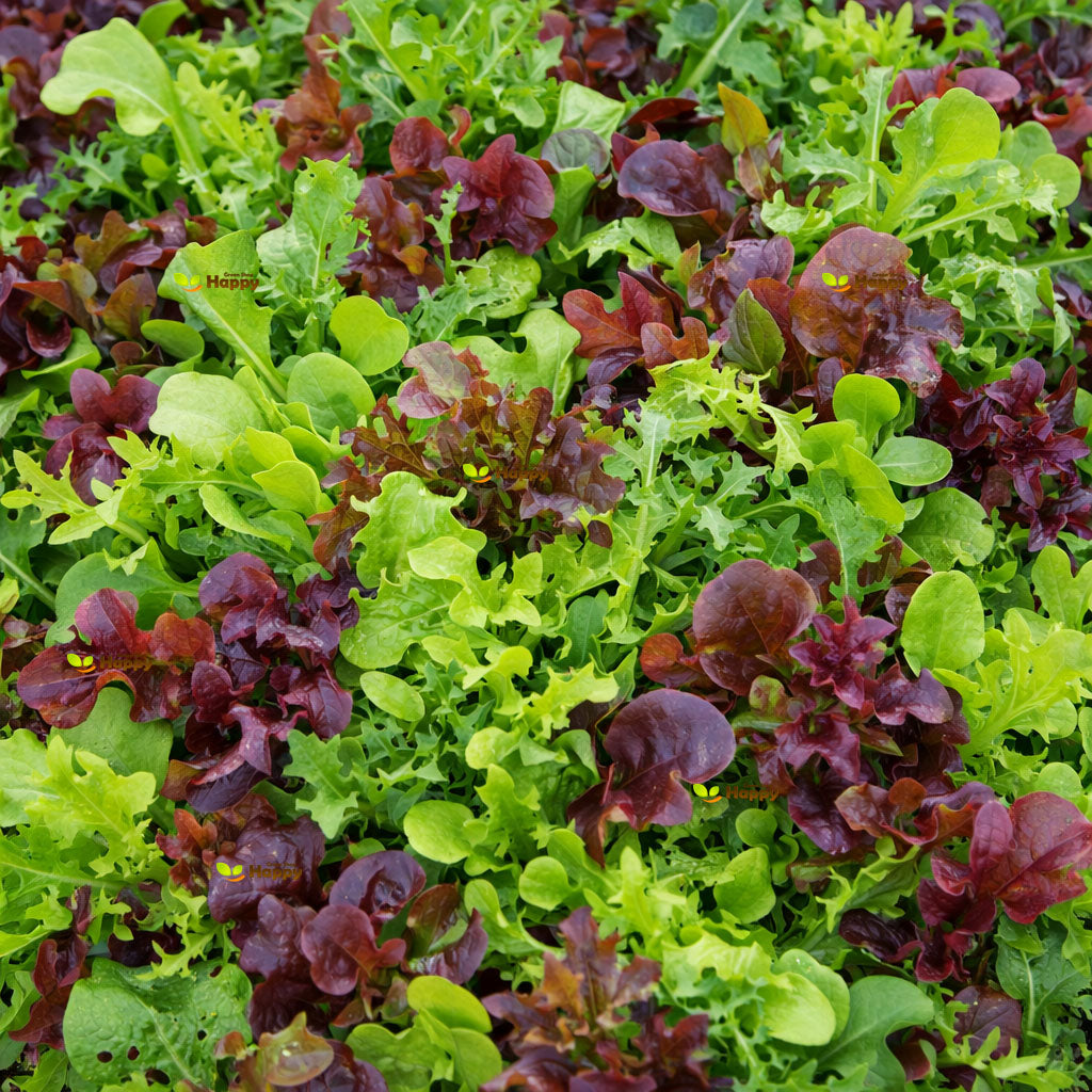 Lettuce ‘Baby Leaf Mix’ – 500 Seeds (Lactuca sativa)