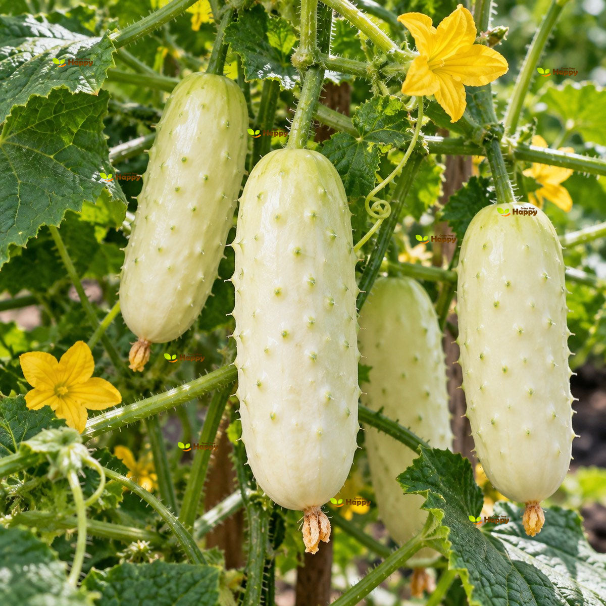 Cucumber White Wonder - 50 Seeds (Cucumis sativus) Rare