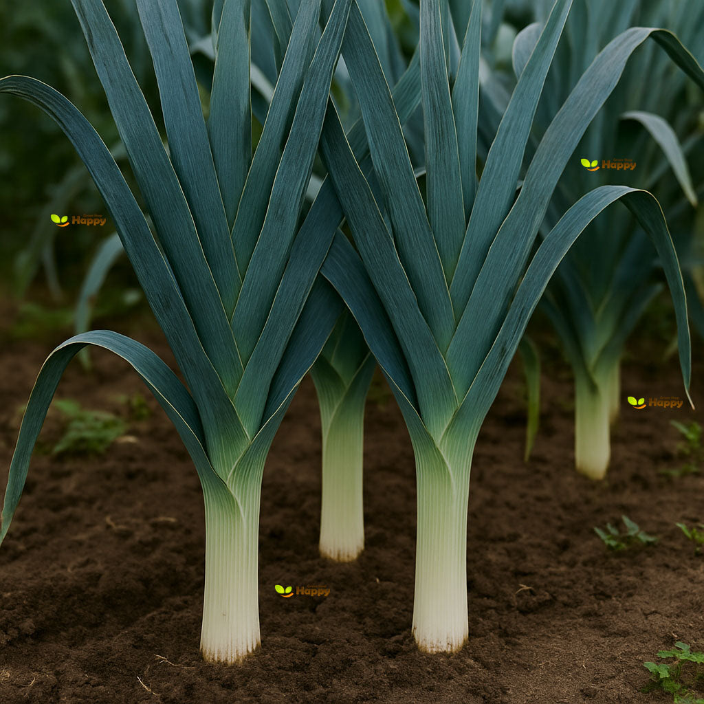 Leek ‘Blue Green Autumn’ – 400 Seeds (Allium porrum)