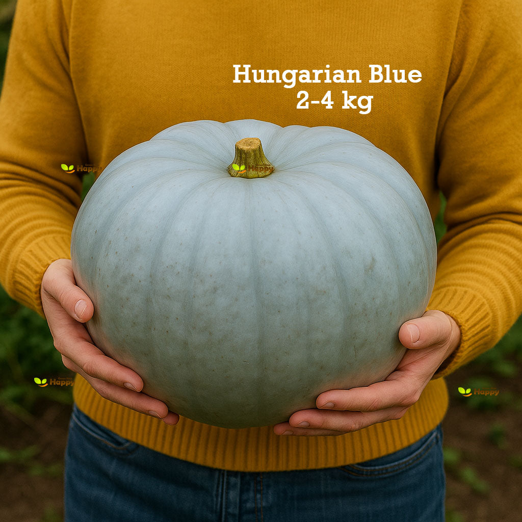 Winter Squash ‘Hungarian Blue’ – 5 Seeds (Cucurbita maxima)