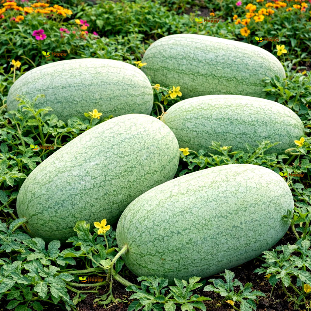 Watermelon ‘Charleston Gray’ - 20 Seeds (Citrullus lanatus)