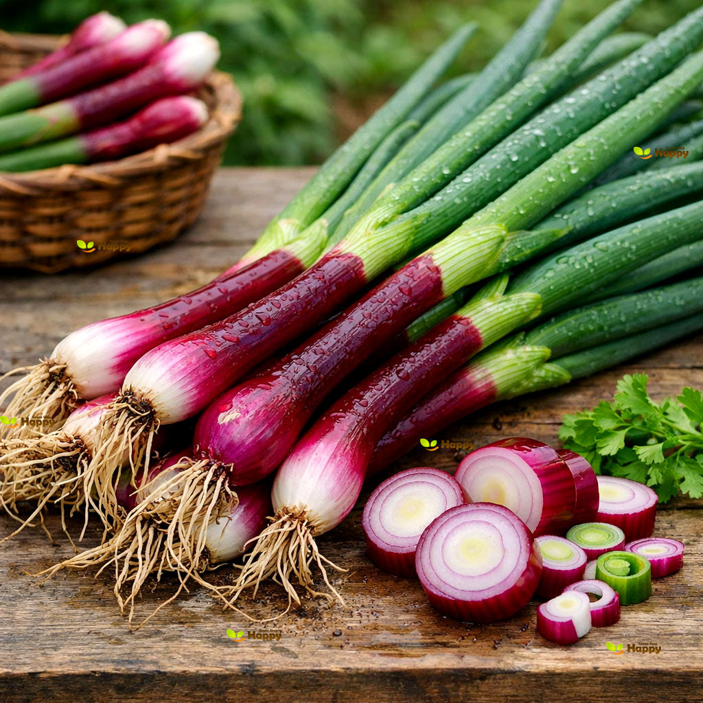 Red Welsh Onion – 500 Seeds (Allium fistulosum)