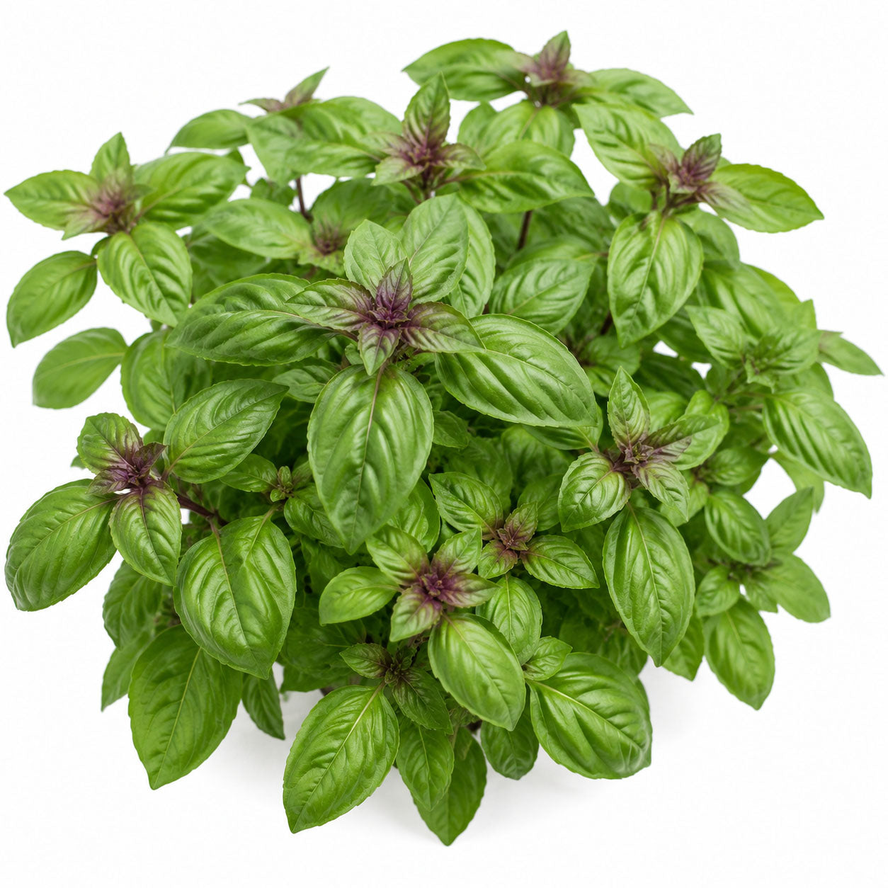 Cinnamon Basil Seeds Cinamonette | Ocimum basilicum Aromatic Herb
