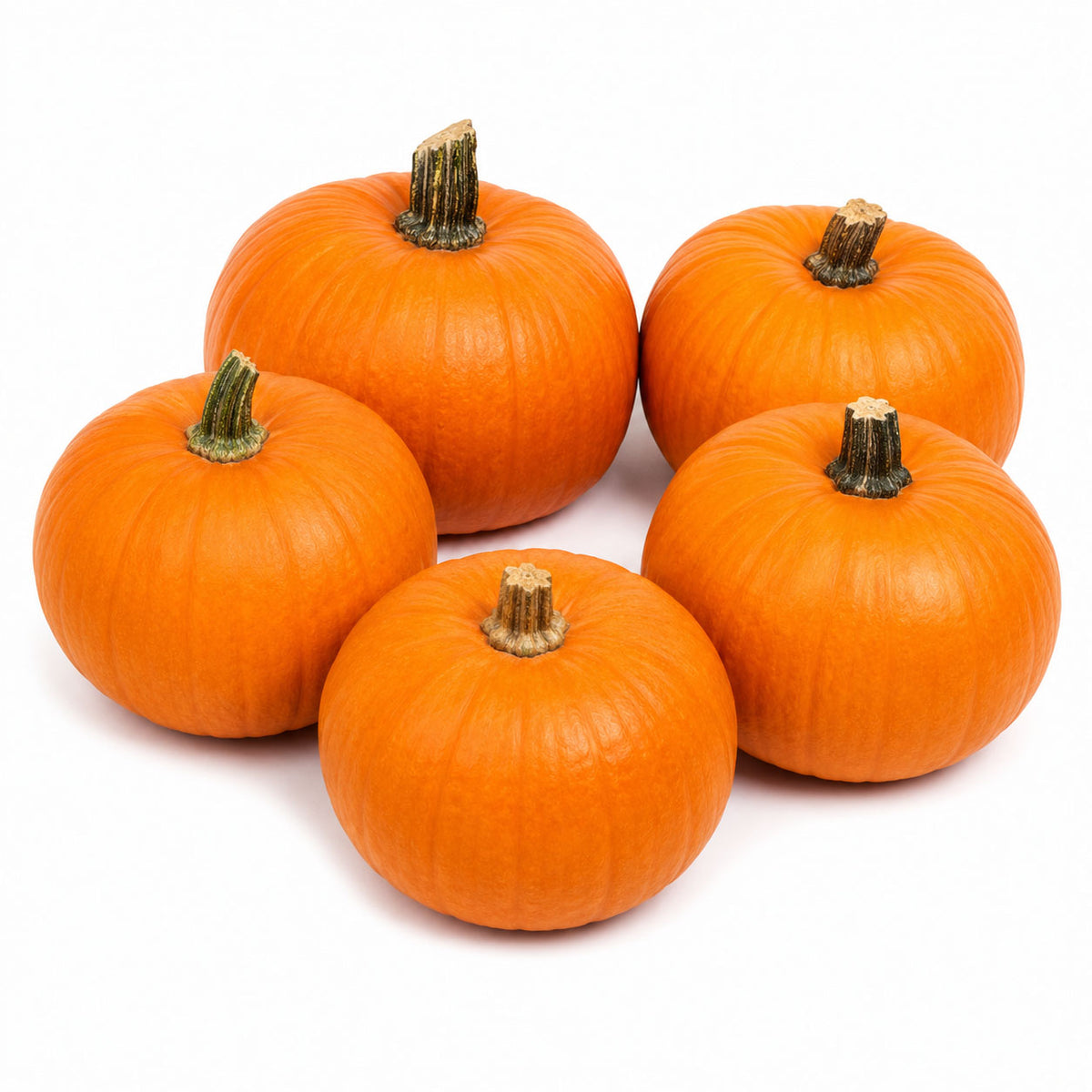 Baby Pam Pumpkin Seeds | Cucurbita pepo Small Sweet Pie & Baking Pumpkin