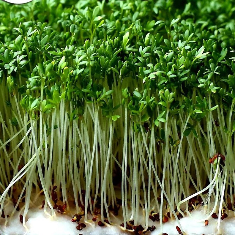 Cress - 10 000 seeds (Lepidium sativum)