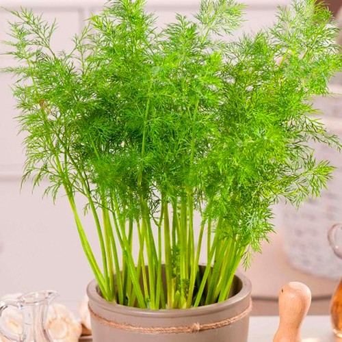 Dwarf Dill 'Compatto' - 1000 seeds (Anethum Graveolens)